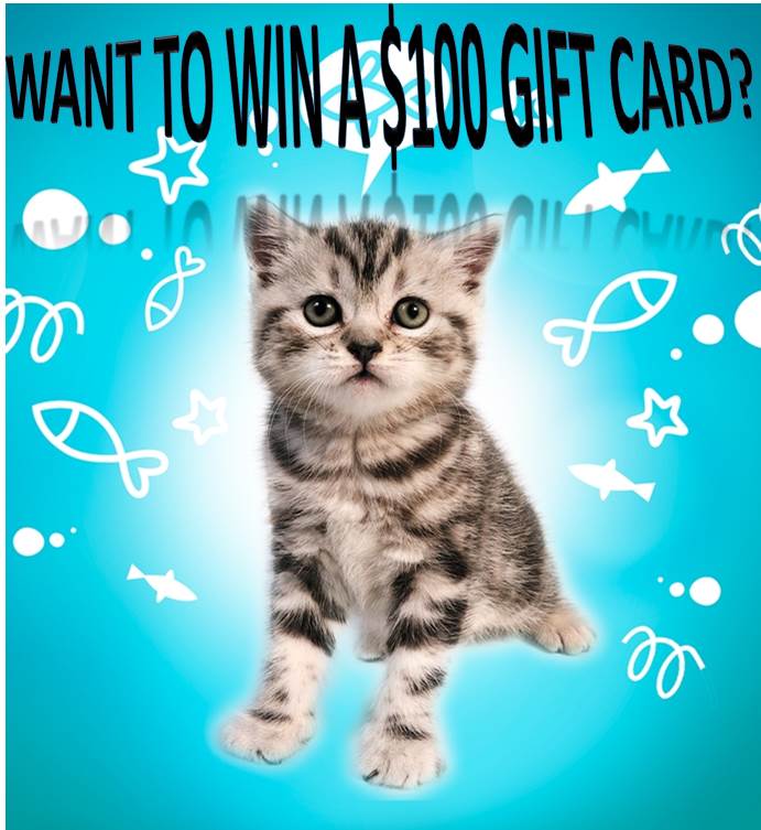 buScavengerHuntKitten 2013